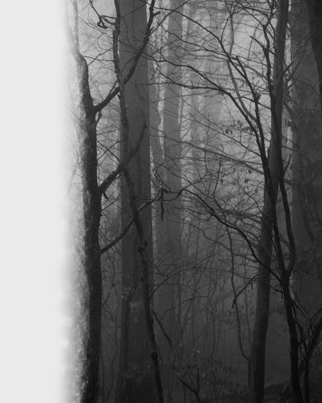 Slender bare tree trunks and thin tangled branches rise through thick fog that fills the upright frame in soft grey. Nearer trunks are dark and clearly drawn; those behind fade into pale vertical bands, and the topmost twigs dissolve into the light. A leaf-strewn floor with low dark shrubs runs along the bottom. The left edge of the picture is blank white, roughly a fifth of the width, ending in a soft uneven border that brightens the nearest trunk into a pale silhouette. Black-and-white photograph on 35mm film, with visible grain.