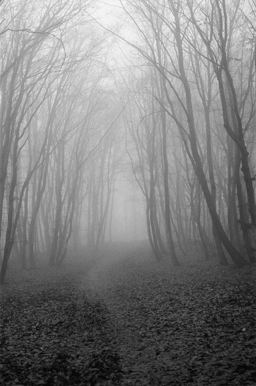 A narrow dirt path leads straight into the centre of the frame through a dense stand of bare, slender trees. Thick fog fills the background, making the trees fade progressively from dark silhouettes in the foreground to pale grey outlines and finally disappear into white haze. The forest floor is covered with fallen leaves, darker and more textured near the camera. No sky is visible; the mist fills the upper portion of the frame evenly. Black-and-white photograph on 35mm film, with visible grain.